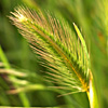 Hordeum marinum