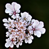 Daucus littoralis