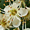 Sorbus torminalis