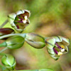 Allium paniculatum