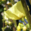 Verbascum qulebicum