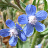 Anchusa azurea