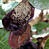 Aristolochia scabridula