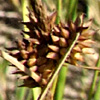 Carex extense