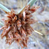 Cyperus sharonensis