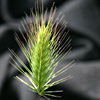 Hordeum hystrix