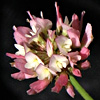 Trifolium nigrescens