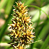 Carex otrubae