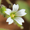 Cerastium fragillimum