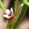 Polygonum polycnemoides