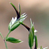 Poa bulbosa