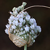 Allium pallens