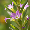 Lythrum hyssopifolium