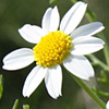 Anthemis brachycarpa