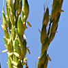 Sorghum virgatum