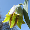 Fritillaria crassifolia