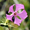 Silene conoidea