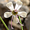 Silene libanotica