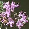 Coridothymus capitatus