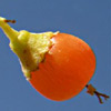 Cordia sinensis