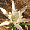 Sea daffodil, Sea pancratium lily 