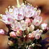 Allium rupicola