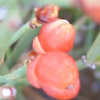 Ephedra aphylla