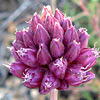 Allium rotundum