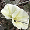 Convolvulus palaestinus