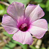 Ipomoea X leucantha