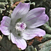 Malva neglecta