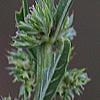Amaranthus rudis