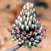 Allium   curtum