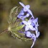 Asperula arvensis