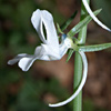 Linaria chalepensis