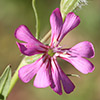 Silene oxydonta