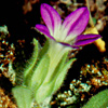 Campanula camptoclada