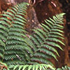 Dryopteris villarii