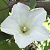 Calystegia sepium