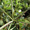 Digitaria sanguinalis