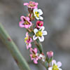 Polygonum equisetiforme