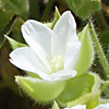 Cerastium dichotomum