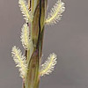 Dichathium foveolatum