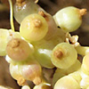 Cuscuta monogyna