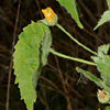 Abutilon indicum