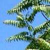 Ailanthus altissima