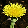 Sonchus maritimus