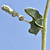 Atriplex leucoclada