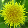 Sonchus asper