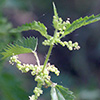 Urtica kioviensis
